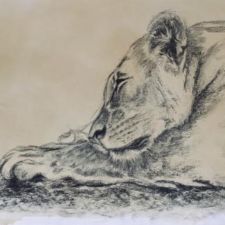 Lioness: charcoal on stained paper