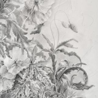The Artist - graphite on paper - detail of poppies by Jennifer Robson