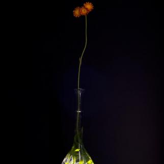 digital image of fox and cubs wildflower on black background