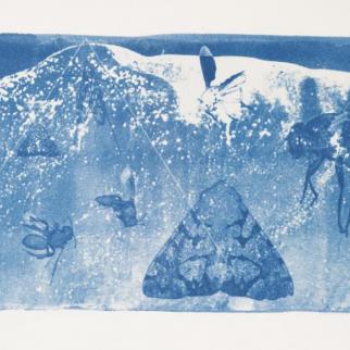 Cyanotype on paper