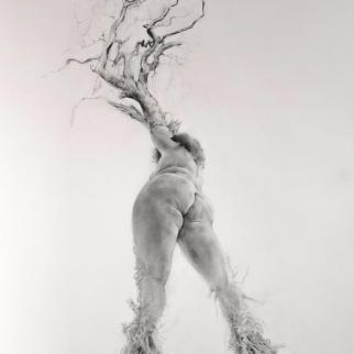 Emergence - Graphite on Paper by Jennifer Robson Tree Woman