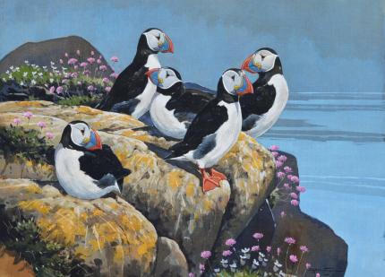 Puffins On The Isle of May