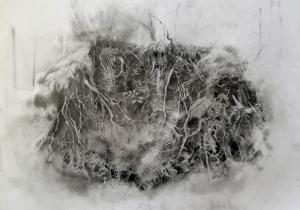 Roots Graphite on paper by Jennifer Robson